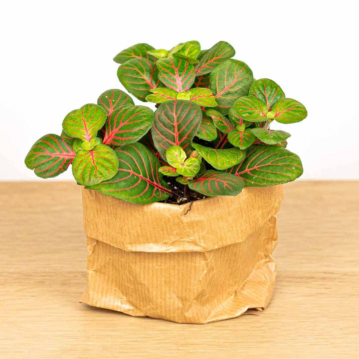 Trendhero.nl/b2b – Großhandel Pflanzen – Fittonia Bubble Red - Rot und Grün - Mosaikpflanze