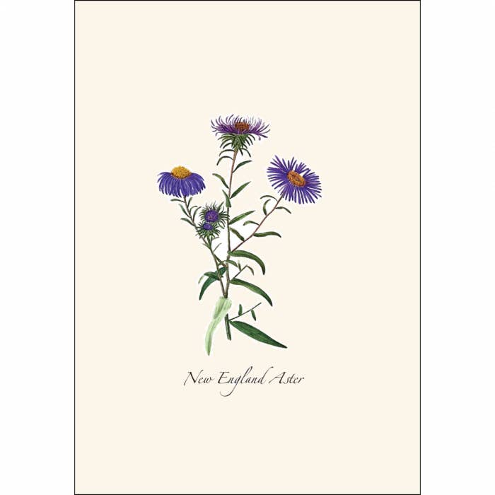 Earth Sky + Water - Wholesale Stationery/Notecard Set - Meadow Wildflower Asst.