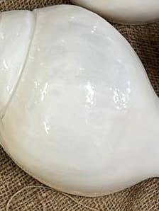 Coquillage de conque blanche naturelle - Shankh sacré de 4,5'' pour décoration intérieure et rituels pour la vente par Toshali Crafts