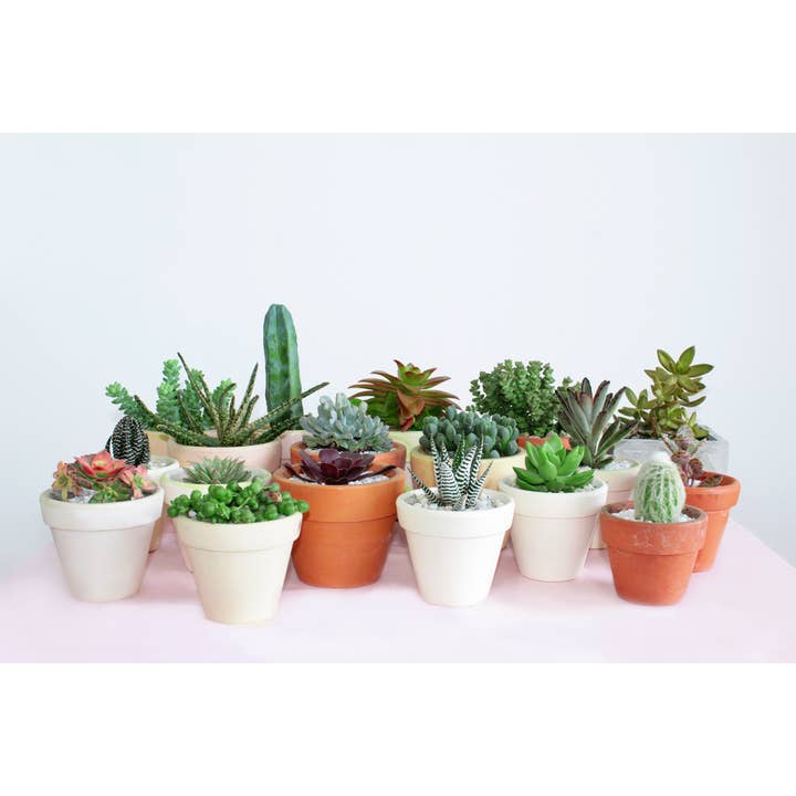 Best Plant Friend - Wholesale Succulent - Random Succulent Tray - 64 Live Bulk Succulents - 2in Pot