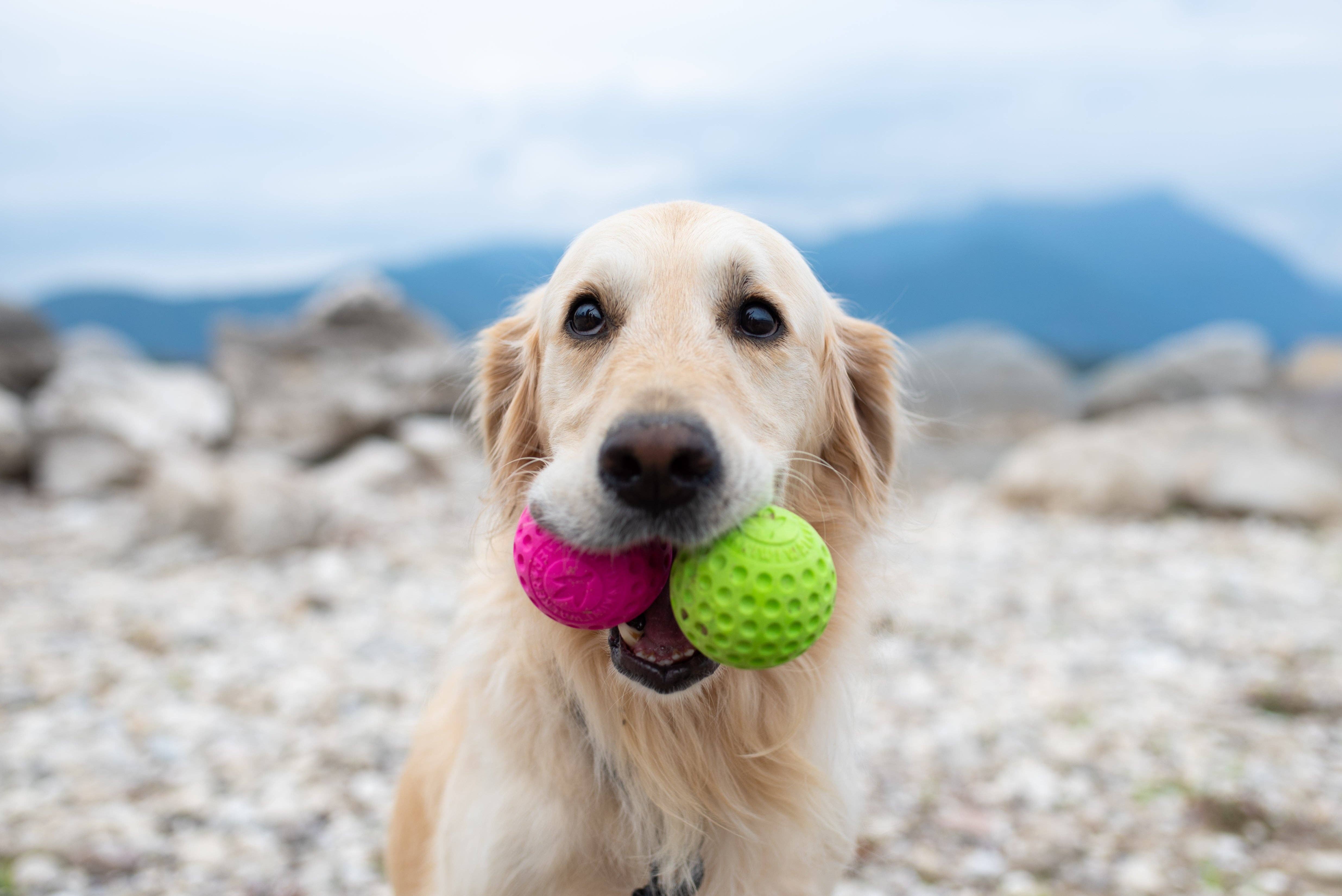 IGSM LTD - Wholesale Pet Fetch Ball - Dog - KIWI Walker - Dog Ball - MINI5