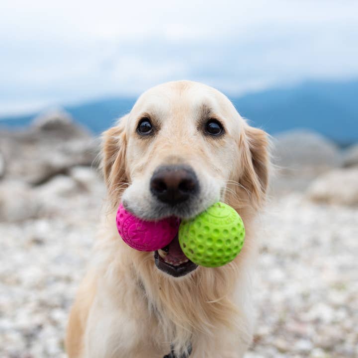 IGSM LTD – Engroshandel Apporterbold - Hund – KIWI Walker hundebold - MINI5