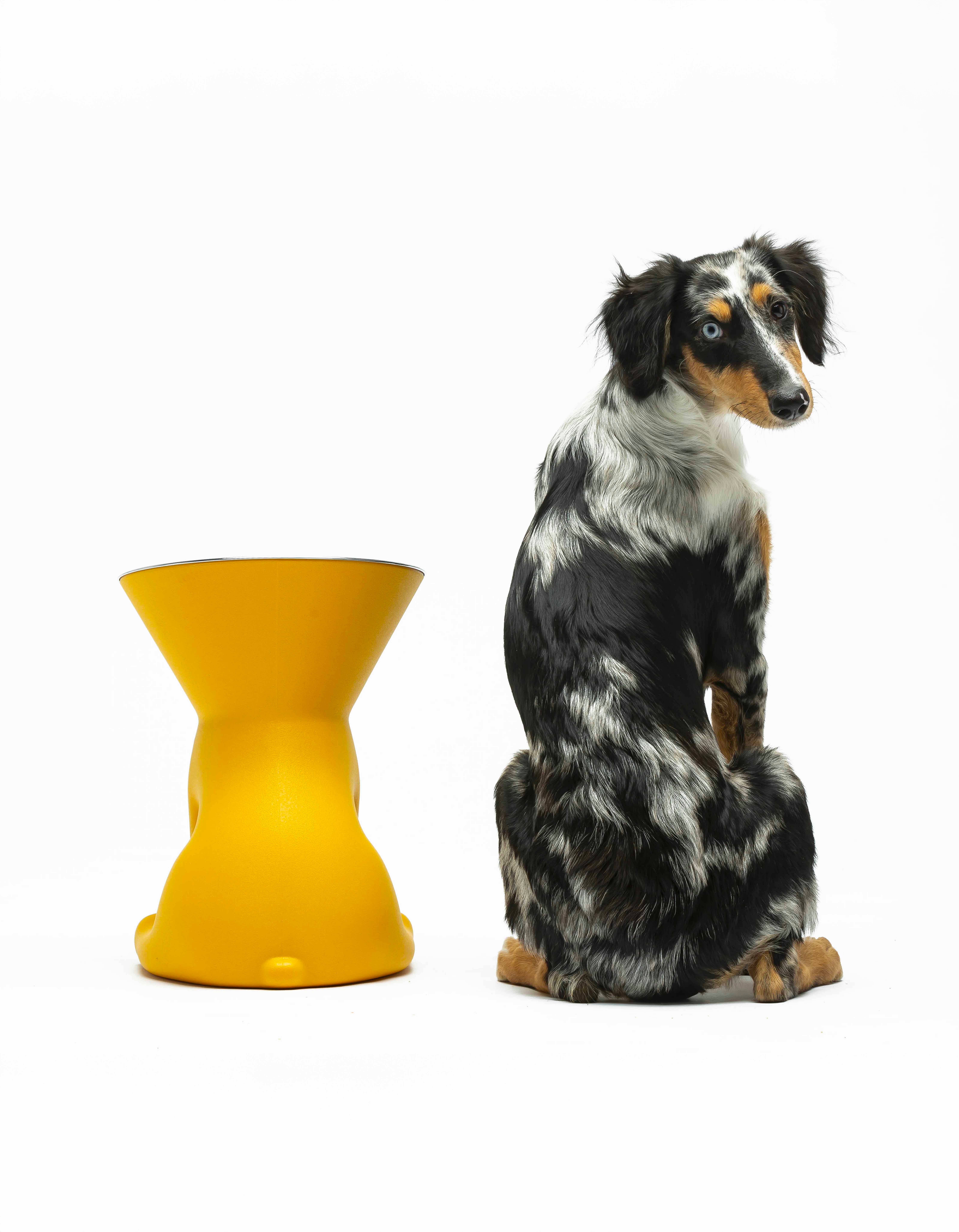 United Pets - Vente Gamelle – chat et chien - Elizabeth : gamelle surélevée pour chien20