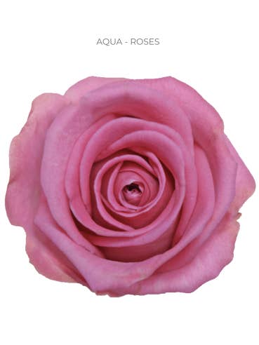 VALENTINES DAY Assorted Roses 250 Stems 50cm BULK BOX for wholesale by Florasource