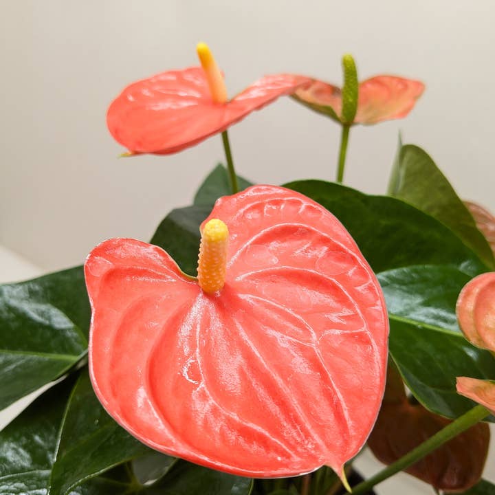 House Plant Wholesale - Wholesale Live Plant - Anthurium 'Orange'0