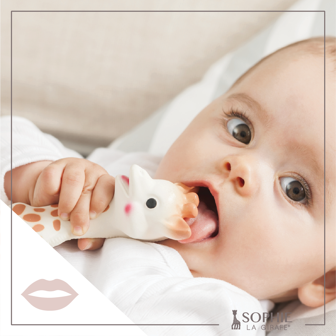 Sophie la Girafe by Calisson Toys. - Wholesale Teether (Not Clip-On) - Baby - Sophie La Girafe White Box- Classic5