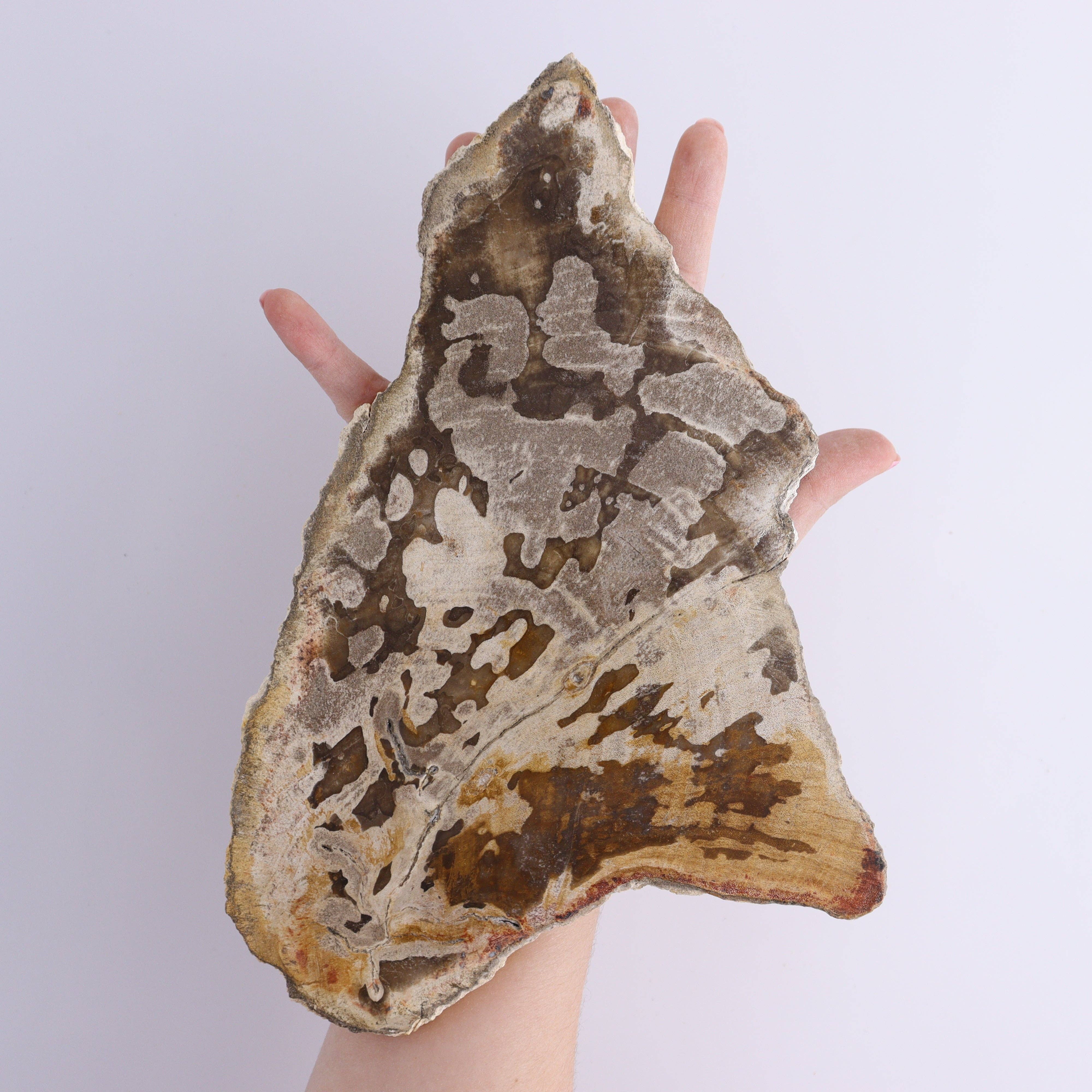 Mi Esperanza Minerals - Wholesale Spiritual Stone/Crystal - Petrified Wood Slices & Slabs Set of 35