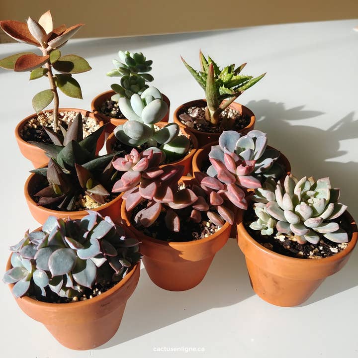 Cactus en ligne – wholesale Succulent – 2.5" Succulent7