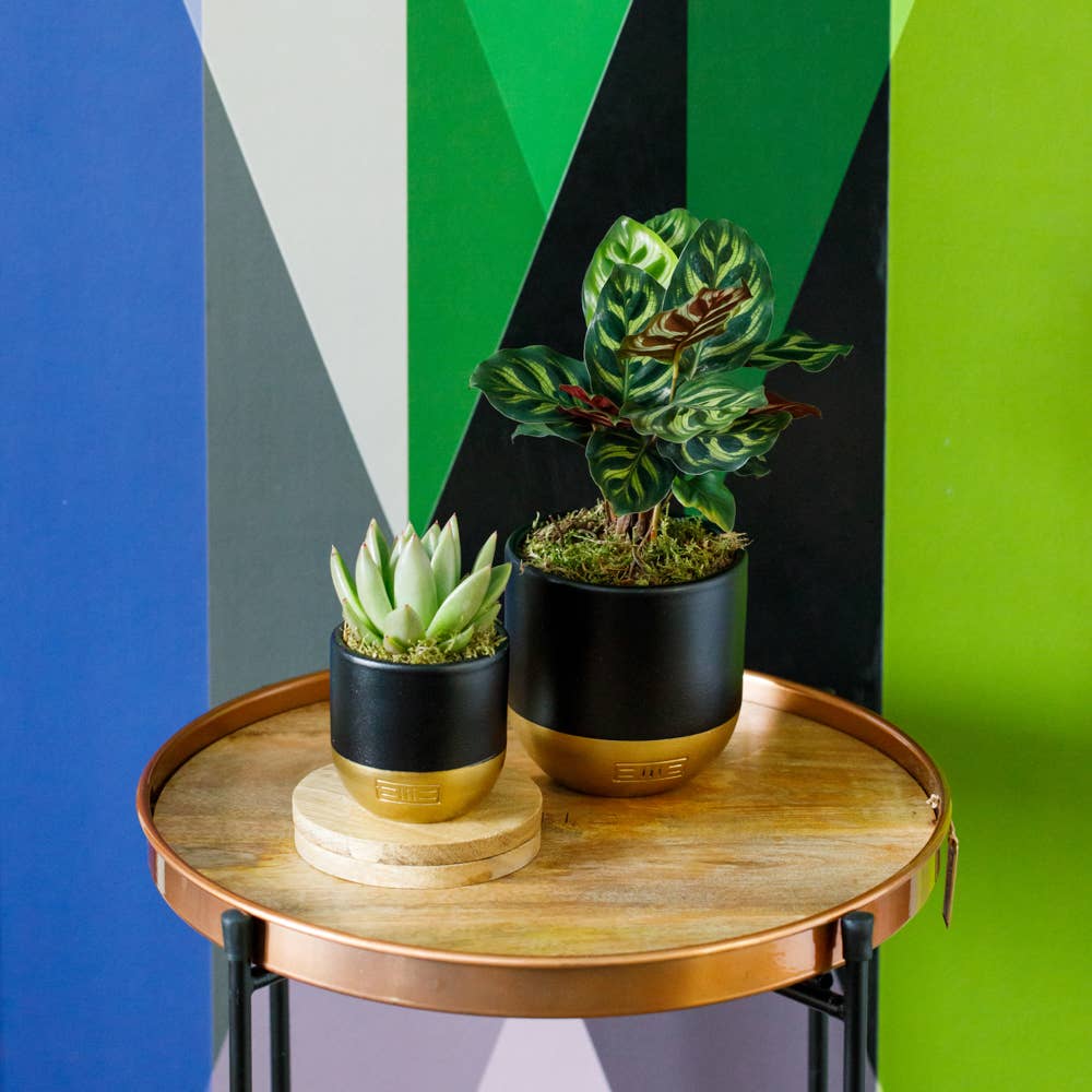 The Little Botanical – wholesale Succulent – Miranda20