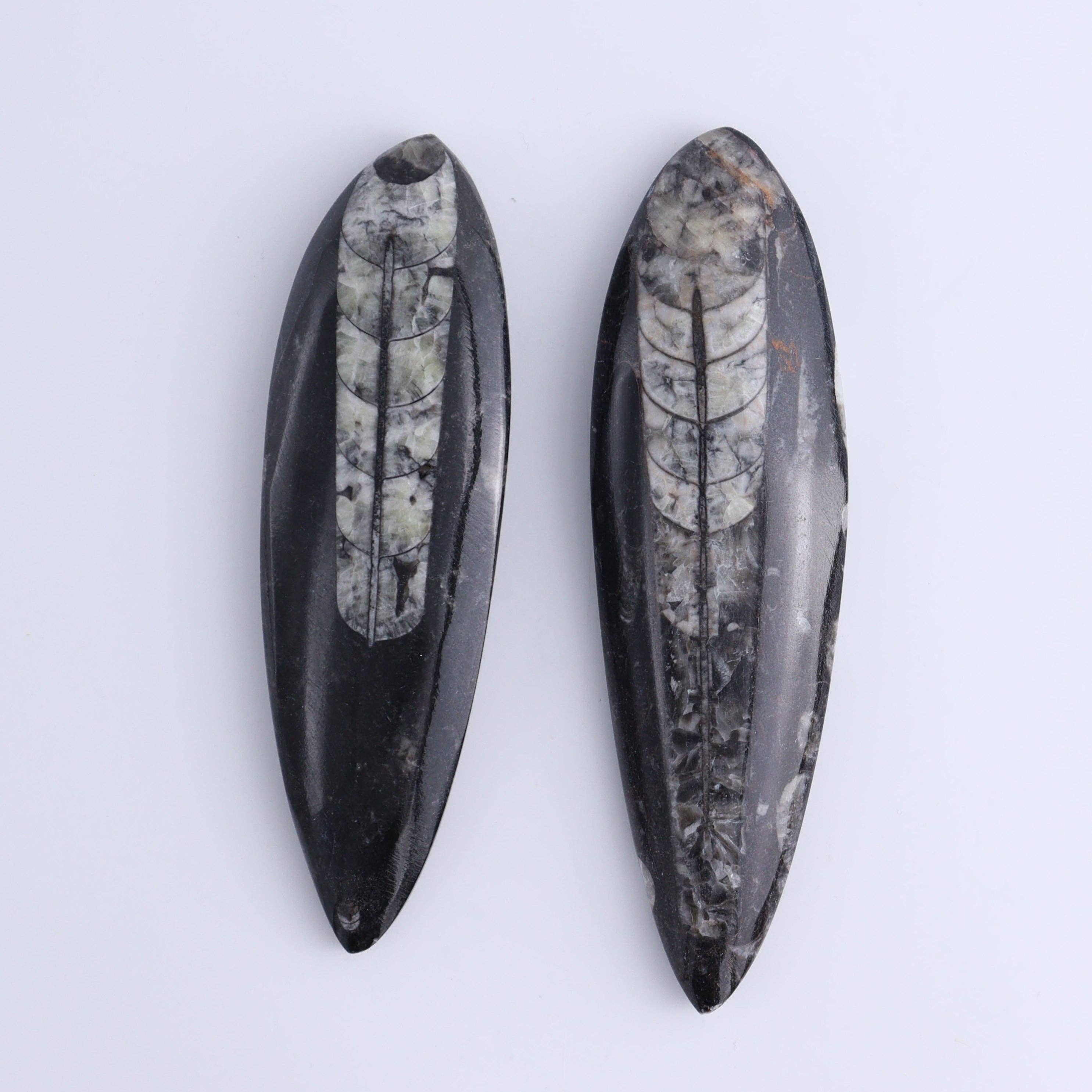 Mi Esperanza Minerals - Wholesale Spiritual Stone/Crystal - Orthoceras Polished Set of 52