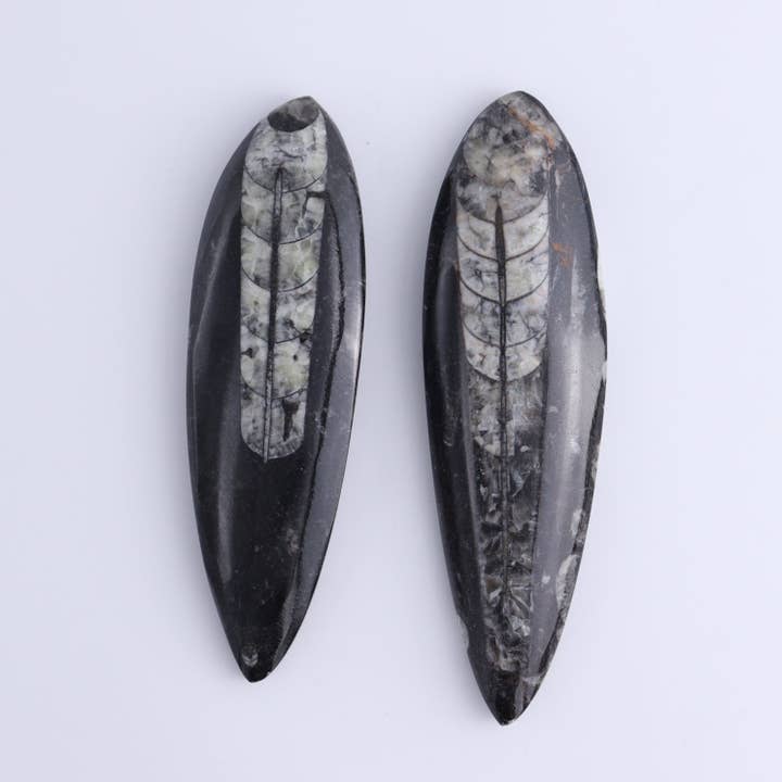 Mi Esperanza Minerals - Wholesale Spiritual Stone/Crystal - Orthoceras Polished Set of 52