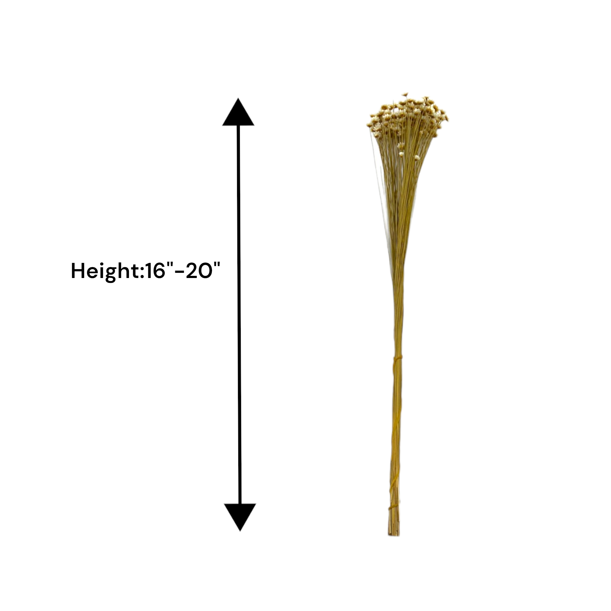 2626 Designs - Vendita all'ingrosso Fiori finti - Fiore Piccola Stella Preservato, 40-50 cm di lunghezza4