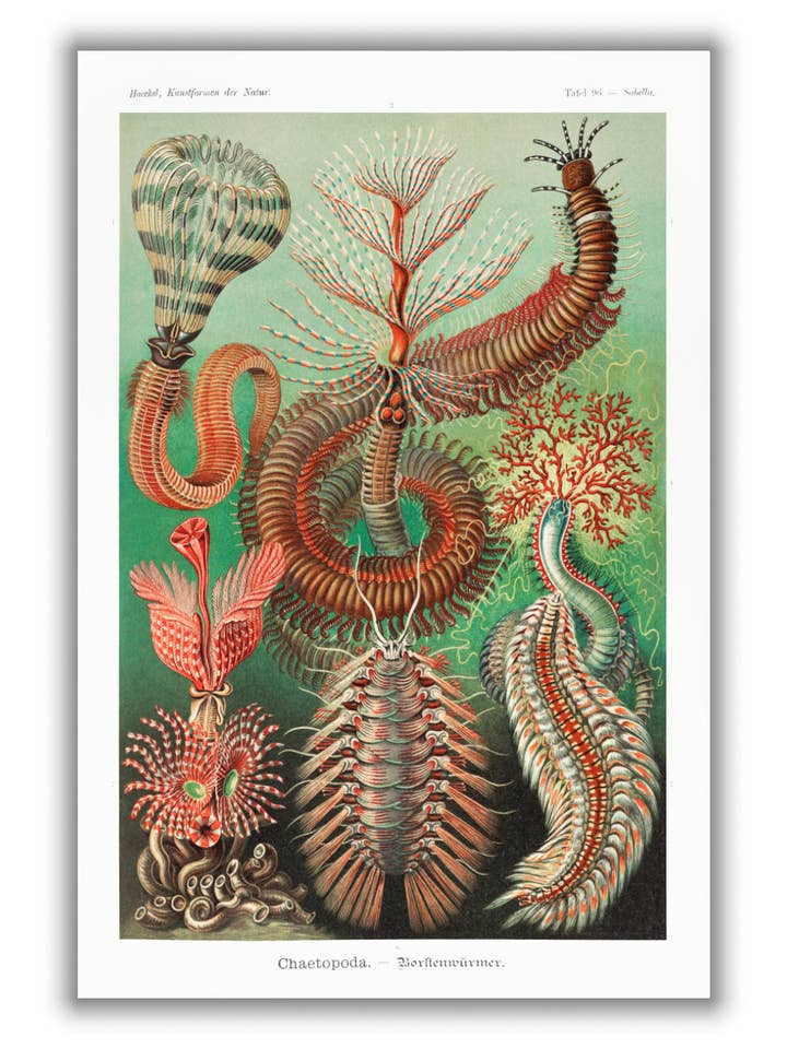 Chaetopoda–Borstenwürmer by Ernst Haeckel for wholesale by Stanley Print House
