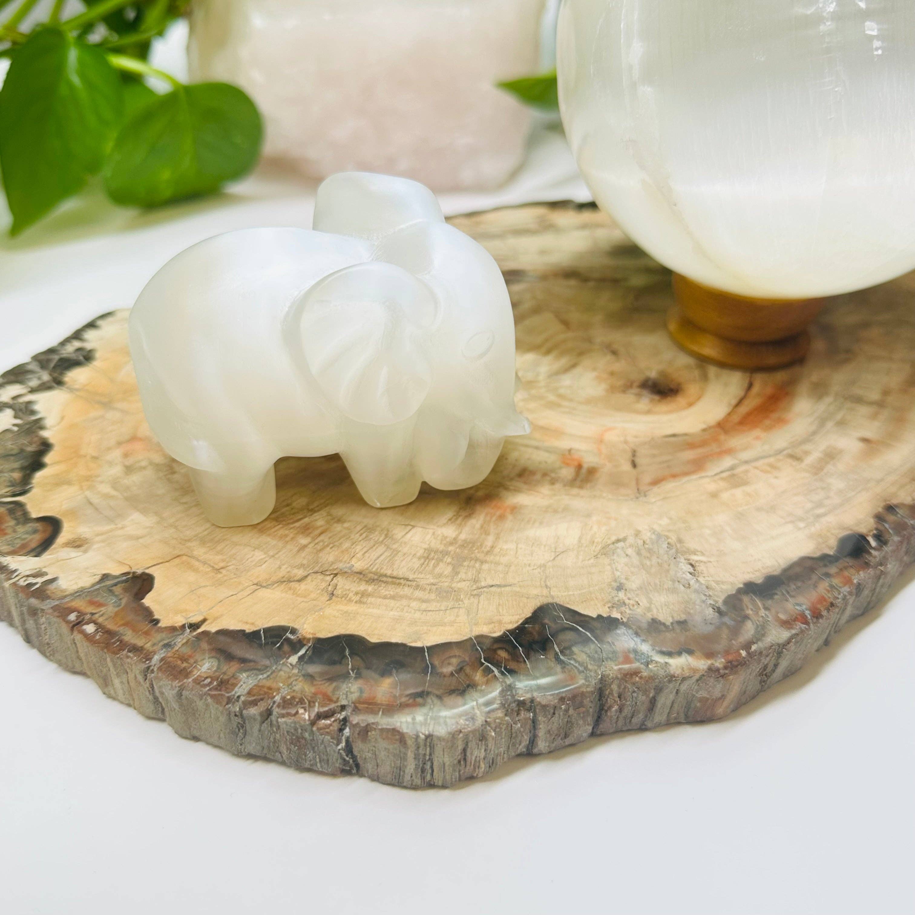 Rock Paradise - Wholesale Spiritual Stone/Crystal - Petrified Wood Slabs11