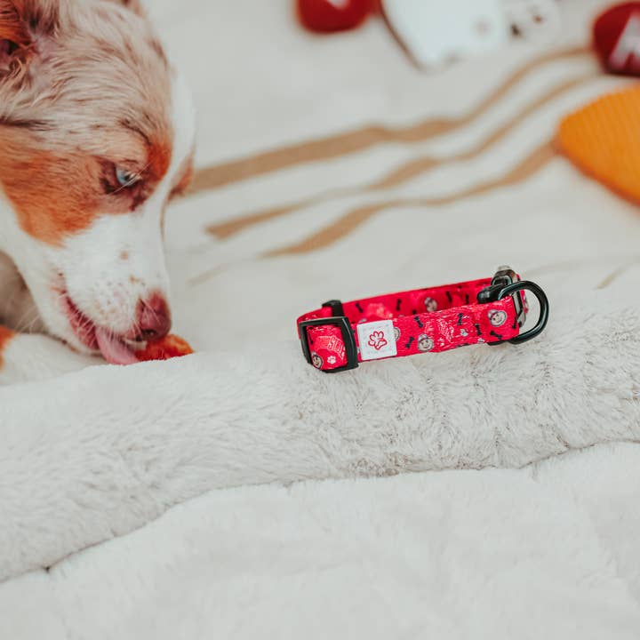 Top Rocks Doggie Wear - Venta al por mayor Collar - Perros - Collar para perro Ohio State Brutus Buckeye con estampado de patas