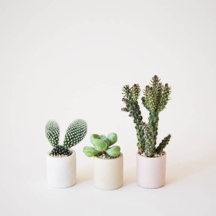 Jungle Club - Wholesale Plant Pot - Tiny Pot | Beige