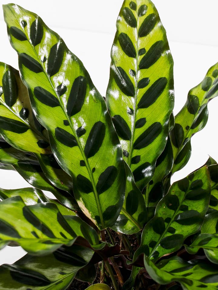 Calathea Rattlesnake for wholesale by Lively Root