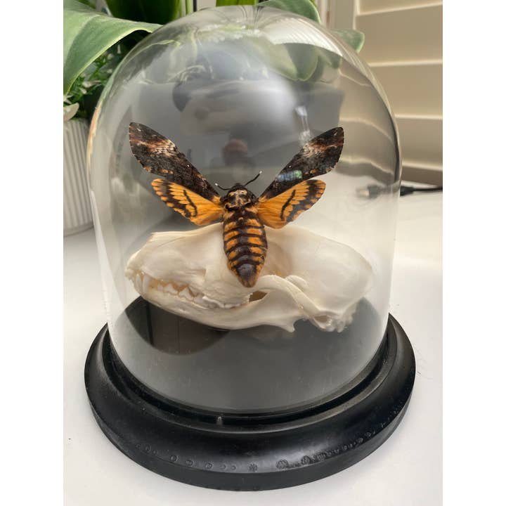 Fox Skull and Acherontia Atropos Death Head Moth in a Dome for wholesale by Newman Art Designs