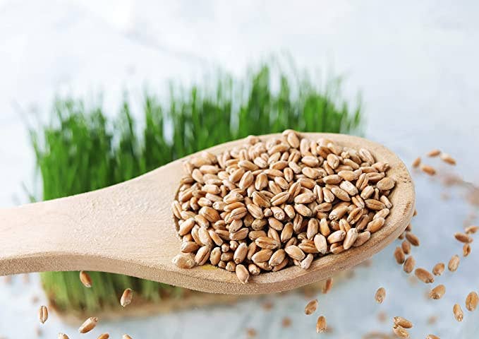 Food To Live - Wholesale Plant Seeds - Wheat Berries — Sprouting for Wheatgrass, Kosher, Raw, Vegan3