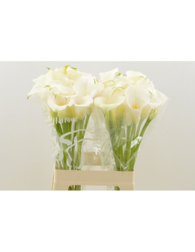 Florasource - Wholesale Fresh Cut Flowers - Calla Mini White "Ventura" 50cm 80 stems0