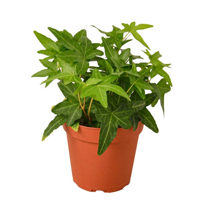 House Plant Wholesale WEST - Wholesale Live Plant - English Ivy Green California