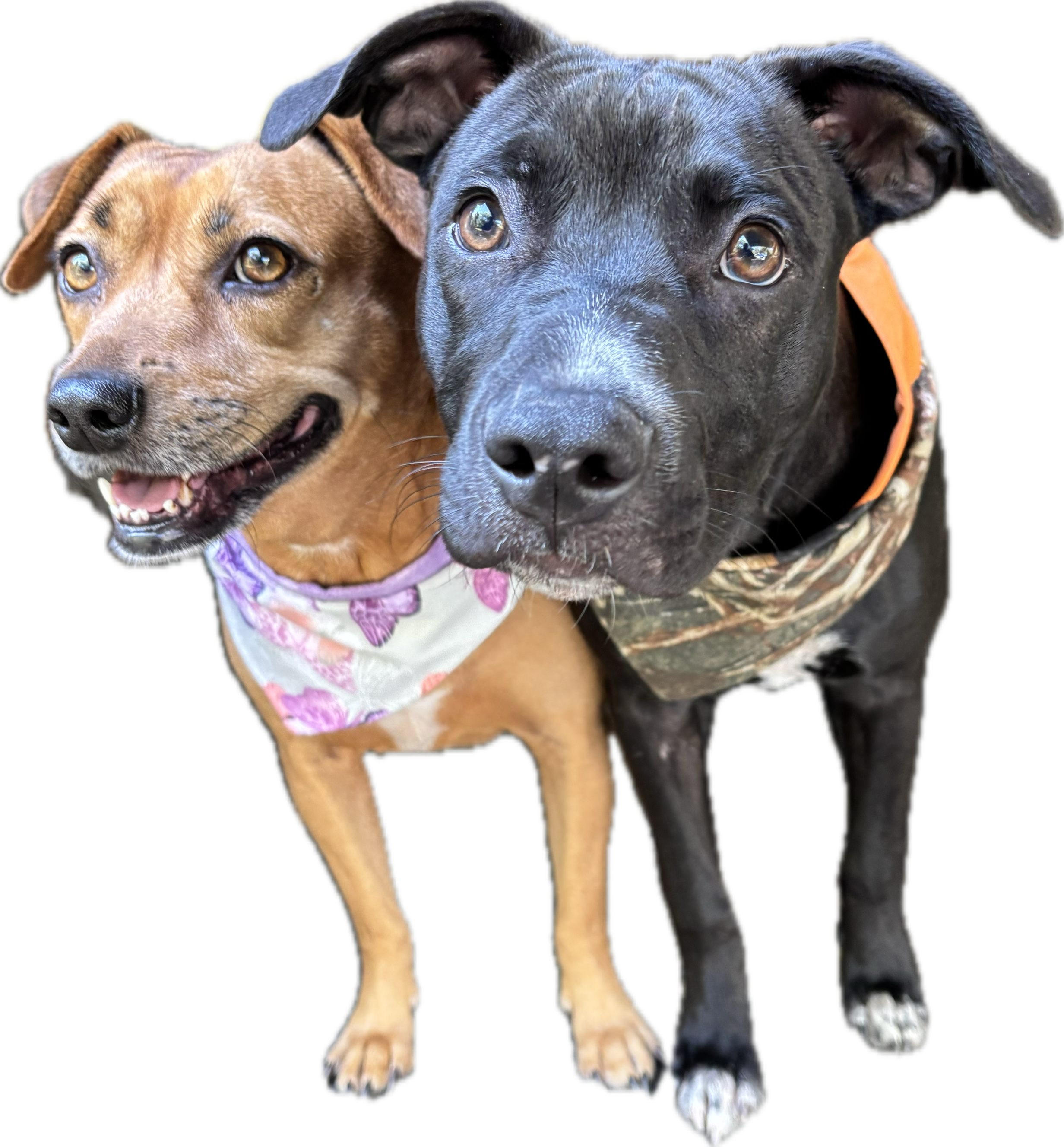 Mann Made - Wholesale Pet Bandana - Dog - Pet Bandana & Bowtie Assortment Box1