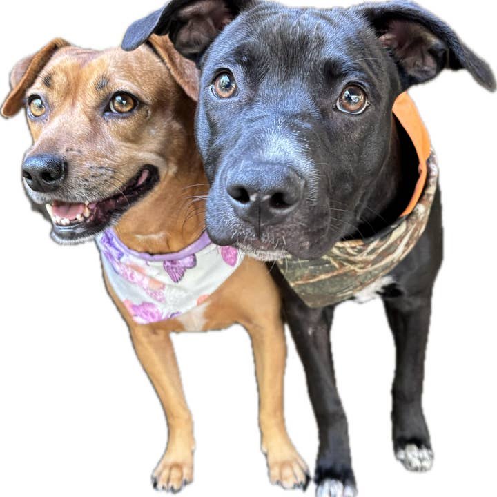 Mann Made - Wholesale Pet Bandana - Dog - Pet Bandana & Bowtie Assortment Box1