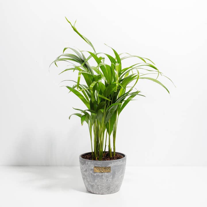 Lively Root - Wholesale Live Plant - Areca Palm Indoor Tree12