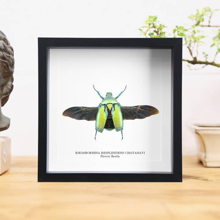 Curated Studio - Wholesale Wall Accent - Flower Beetle Insect Bug Taxidermy Box Frame