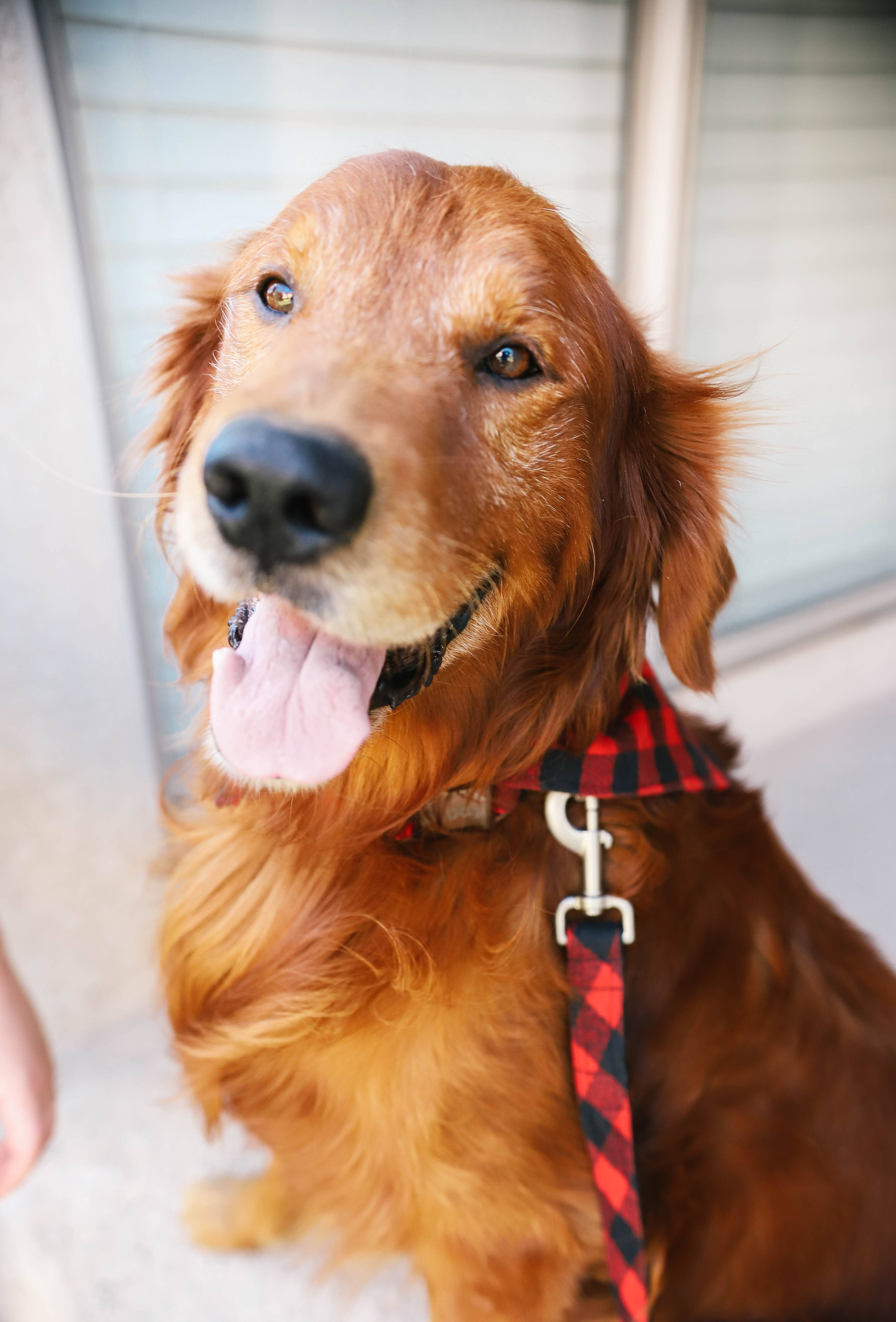 Mimi Green - Wholesale Pet Collar - Dog - Buffalo Plaid Dog Collar – 5 Flannel colors!5