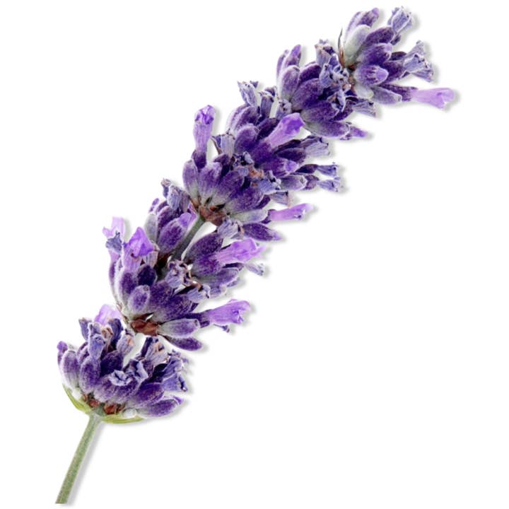 Arômes & Évasions - Vente Huile essentielle - Huile essentielle - Épic de lavande (Lavandula Latifolia)1