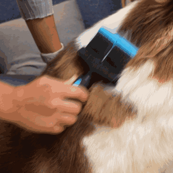BluePet - Wholesale Pet Brush - Cat/Dog - "ZupfZeug Pro" double-sided professional grooming brush1