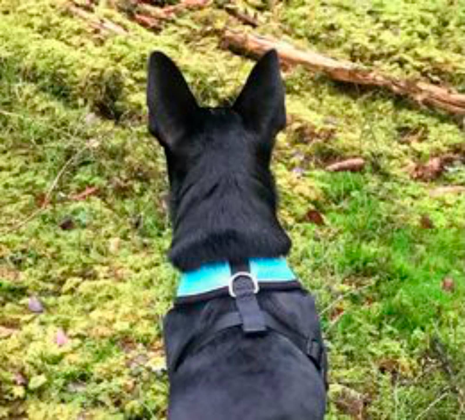 FINNERO - Wholesale Pet Harness - Dog - FINNERO LIGHT Reflective Harness For Pets, 4 Colors9