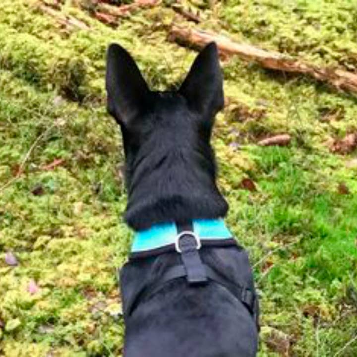 FINNERO - Wholesale Pet Harness - Dog - FINNERO LIGHT Reflective Harness For Pets, 4 Colors9