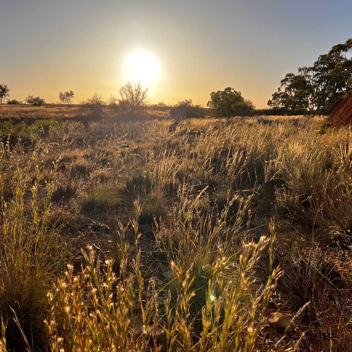 Native Australian lemongrass essential oil for wholesale by Natured Apothecary