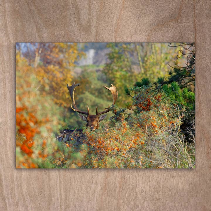 Postcard Eye0343 Cervo, daino selvatico, olivello spinoso per la vendita all'ingrosso da parte di eye-comm