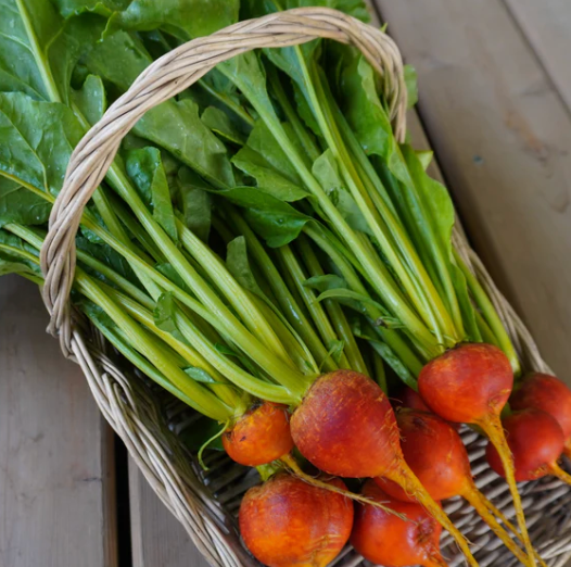 Little Veggie Patch Co - Venta al por mayor Semillas de plantas - Semillas de remolacha 'Golden Boy' Heirloom2