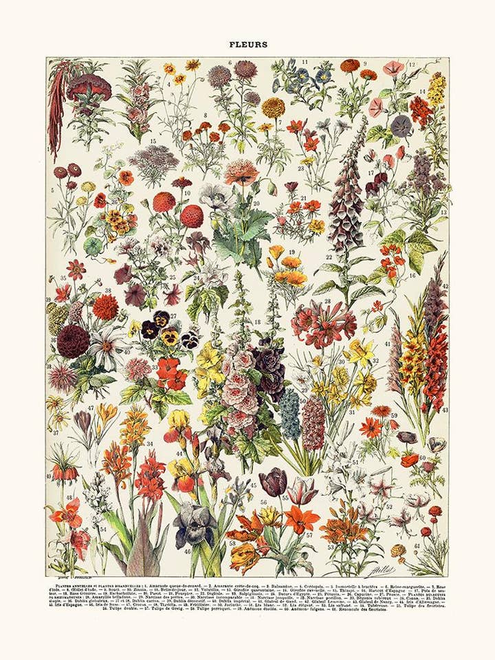 Flores anuales para venta al por mayor de Salam Editions