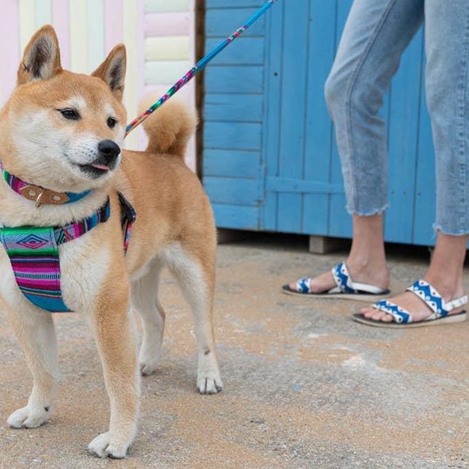 Hiro + Wolf - Wholesale Pet Collar - Dog - Inca Blue Dog Collar