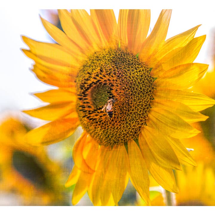Fine Art Giclee Print - Sunflower with Bee for wholesale by Natalie’s Art