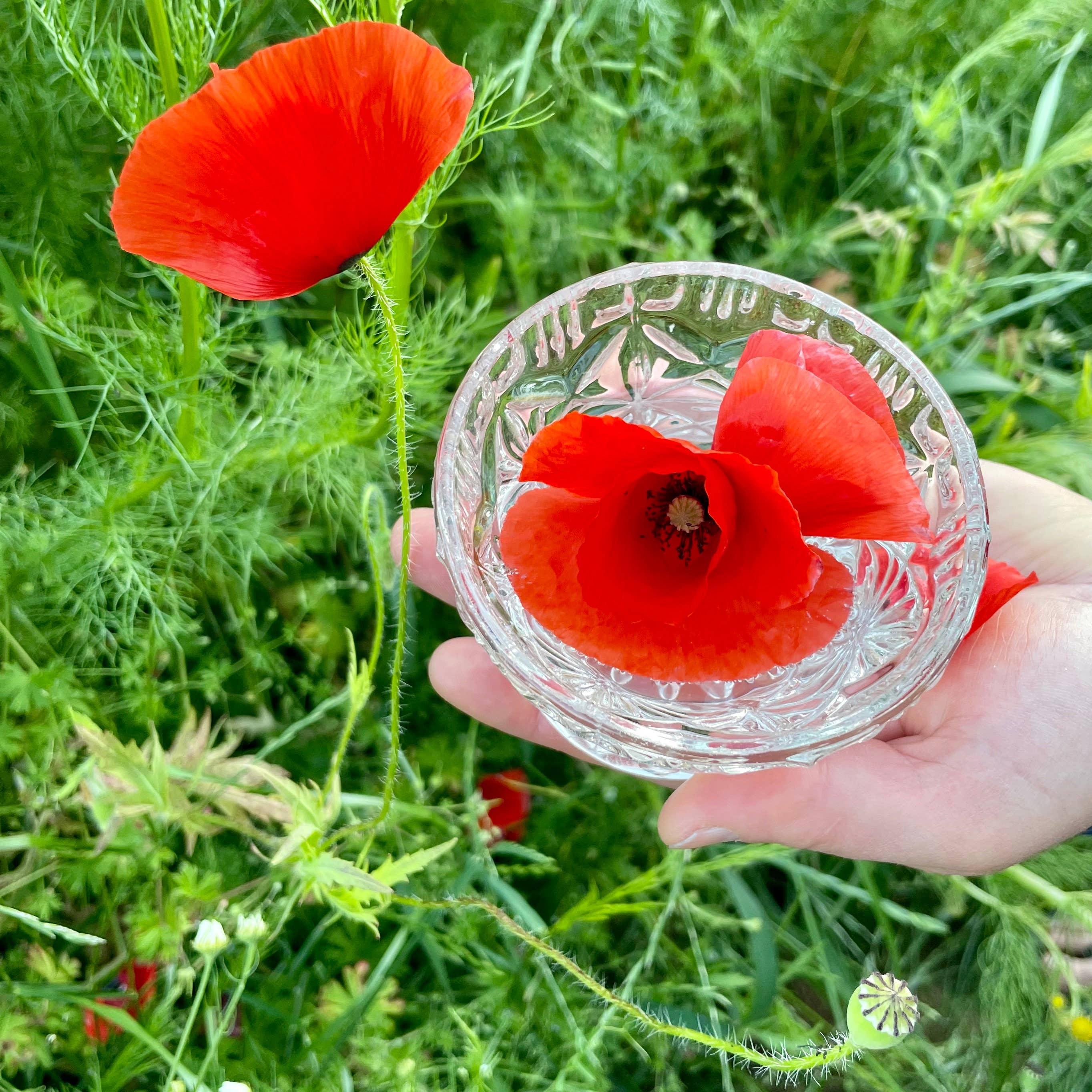 Stenella Farms - Vente Essence de fleurs - Essence de fleur de coquelicot