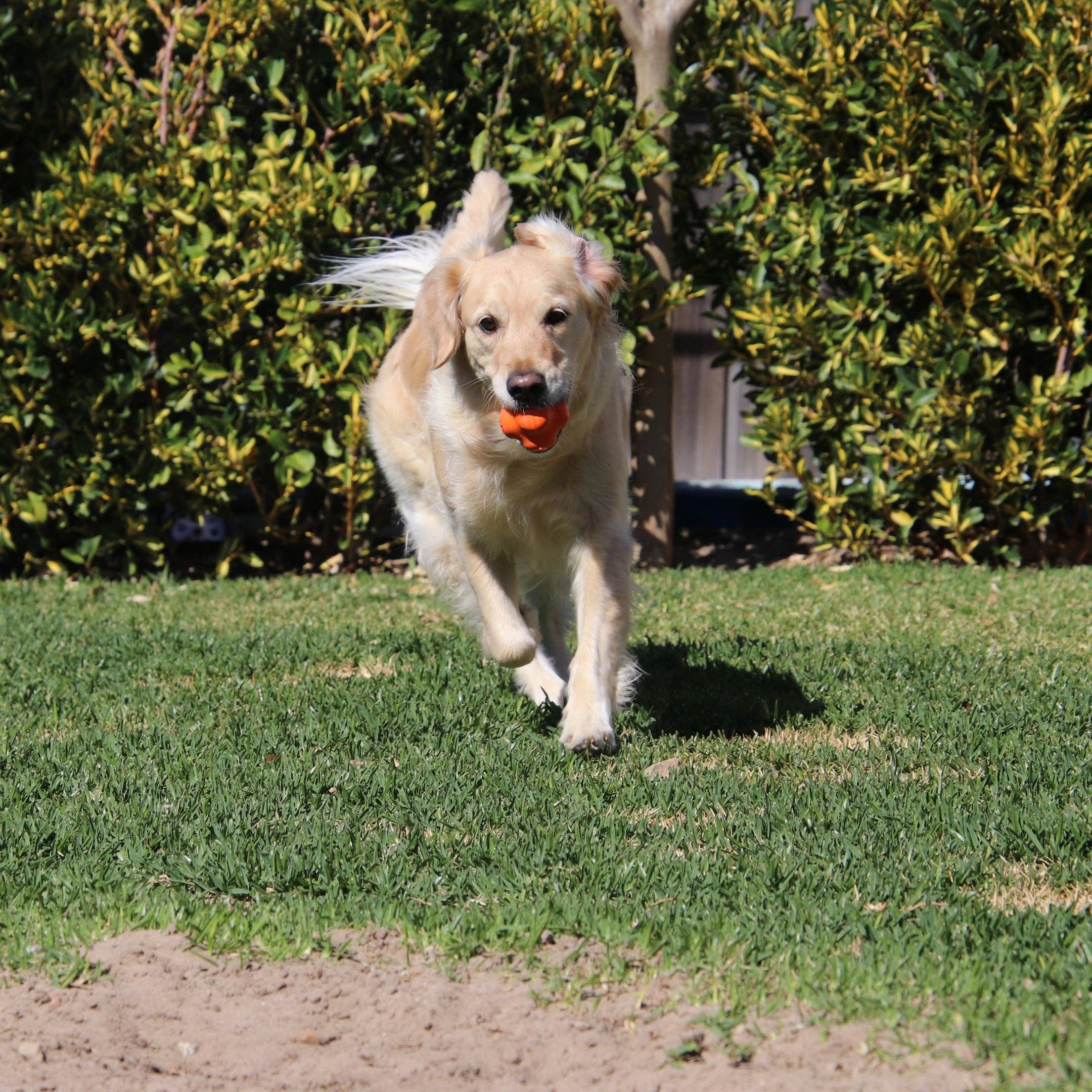 Rover Pet Products - Wholesale Pet Chew Toy - Dog - Crazy Bounce (Power Chewers)20