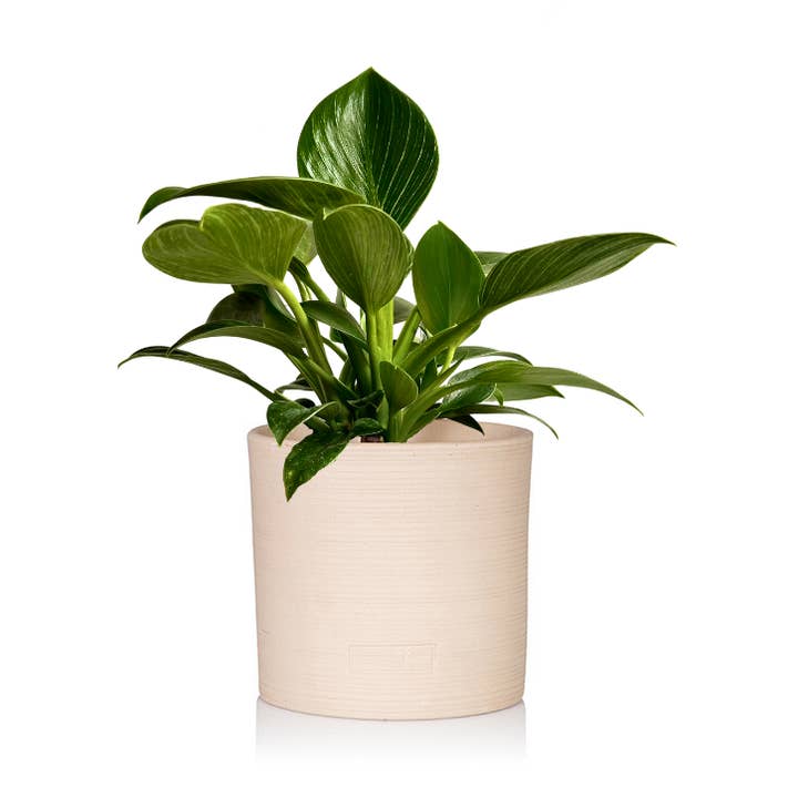 The Little Botanical – wholesale Live plant – Philodendron Zebra0