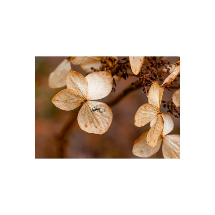 Hidden Thread | Ferrisburgh, Vermont for wholesale by wjd photography