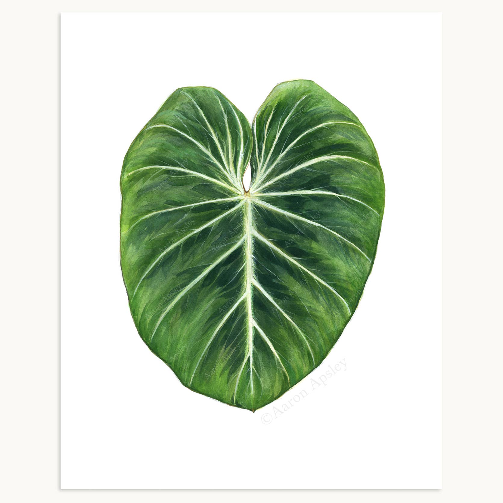Aaron Apsley Artwork - Wholesale Art Print - Tropical Leaf Print - 8"x10"7