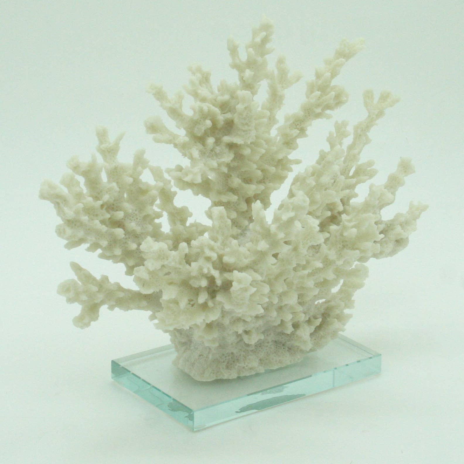 Modern Coastal by Contrast Inc. - Wholesale Decorative Tabletop Object - Ivory Tort Coral with Glass Base 2