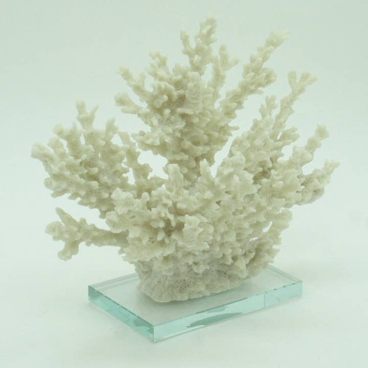 Modern Coastal by Contrast Inc. - Wholesale Decorative Tabletop Object - Ivory Tort Coral with Glass Base 2