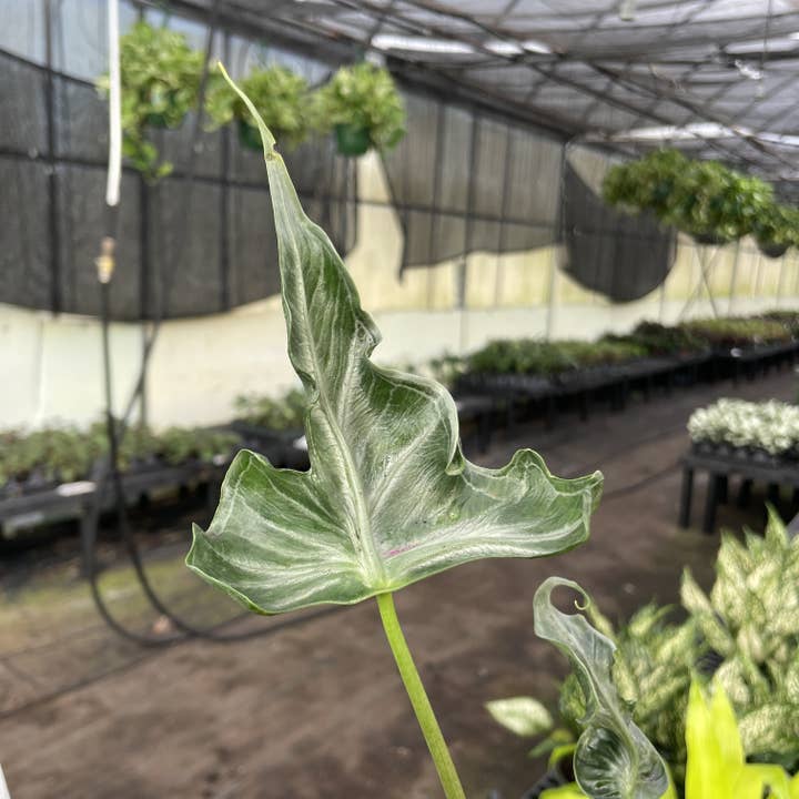 Thorsen's Greenhouse - Wholesale Live Plant - Alocasia Teletubbie - 4" Live Plant - RARE2