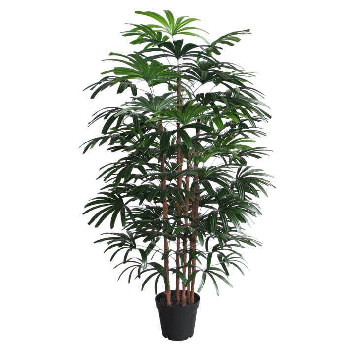 PTT102 Rhapis Excelsa 6' PK 1 for wholesale by Myrians Home Decor