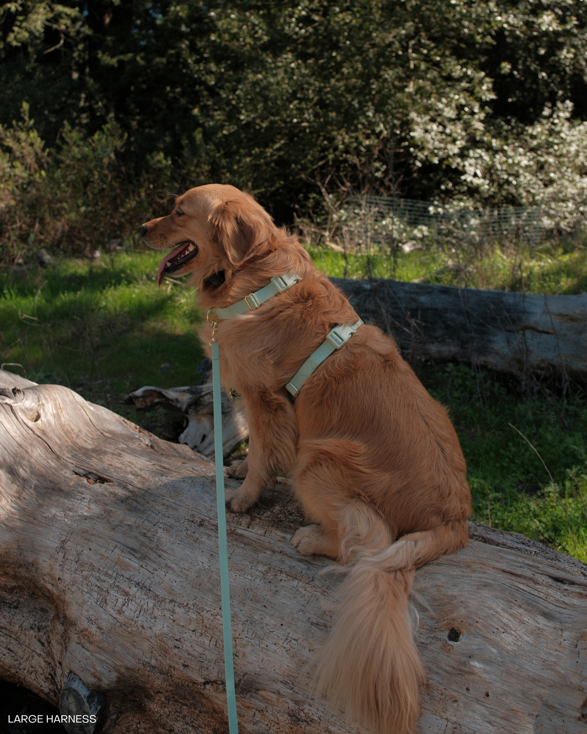 SUNNY TAILS - Wholesale Pet Harness - Dog - Pistachio Green Cloud Lite Dog Harness6